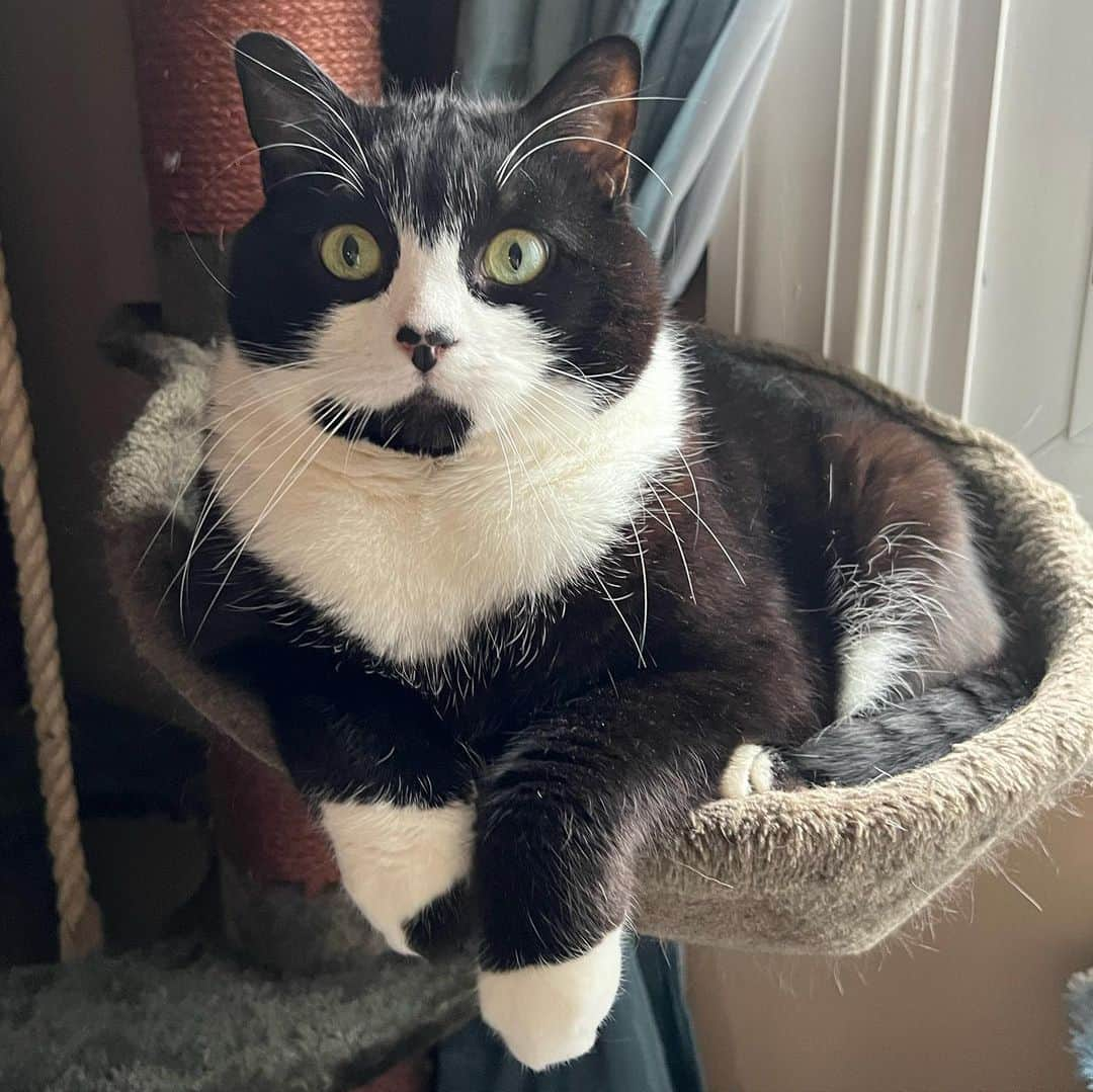 Tuxedo Cat Brosのインスタグラム：「JACK IS TEN TODAY! Still running around with kitten energy, my main man is celebrating his birthday today!」