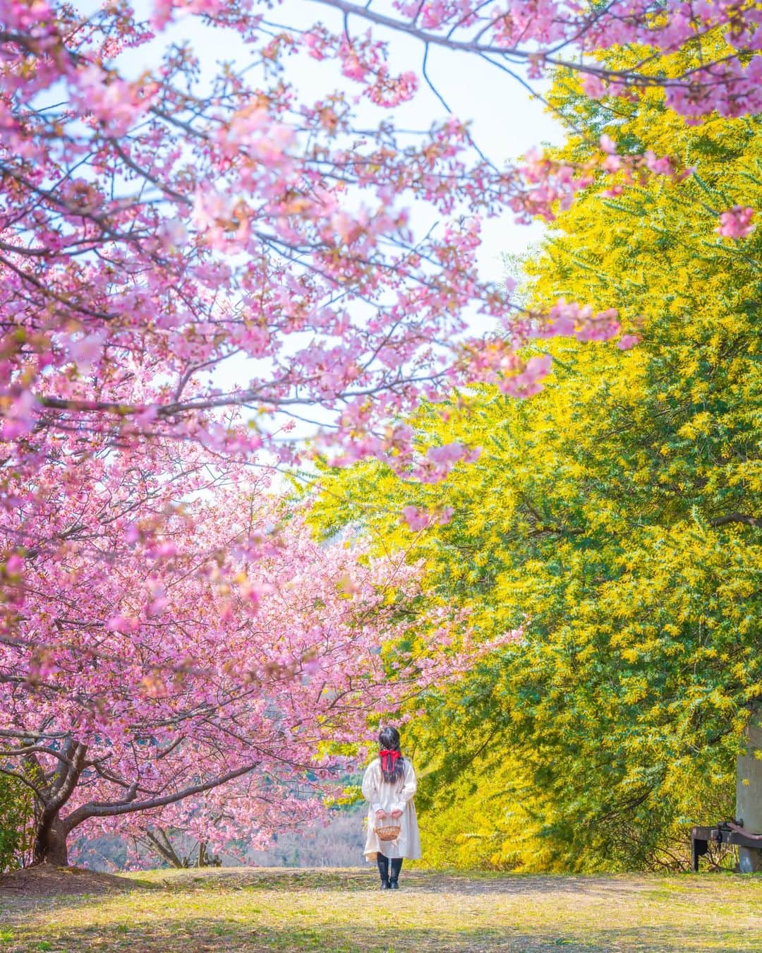 梶原憲之のインスタグラム：「. ミモザと河津桜。  📸Nikon Z6 NIKKOR Z 70-200mm f/2.8 VR S 2022/3/9 #香川#小豆島#タケサン農園 #photoplusme#はなまっぷ #shikokucameraclub #team_jp_ #art_of_japan_  #japan_daytime_view #写真好きな人と繋がりたい #写真撮ってる人と繋がりたい#東京カメラ部 #photo_jpn #photo_shorttrip  #igersjp  #tokyocameraclub#retrip_news #daily_photo_jpn #light_nikon  #instagood#instagram #japan_of_insta#japan_bestpic_」