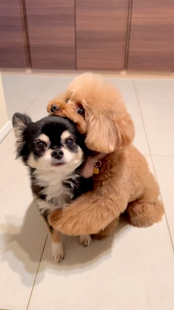 ショコラ❤︎あずき❤︎パンナのインスタグラム：「チューっていうと抱きつきます😆  みなさんにも抱きつきに行きますよ〜💕😂  #あごのせ #トイプードル #チワワ #犬 #わんこ #犬のいる暮らし #toypoodle #chihuahua #dog #instadog #cutedog #あずしょこぱん #パンナ」