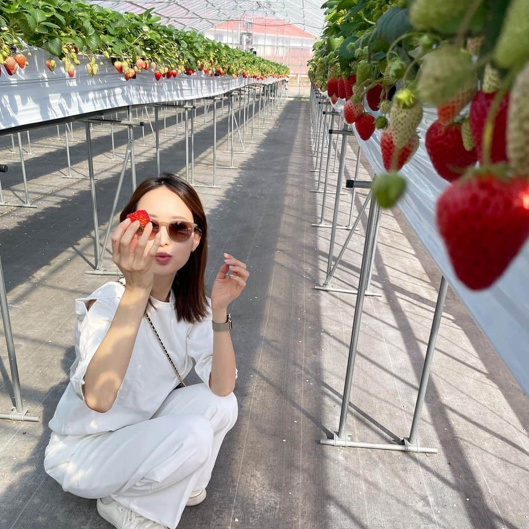 fumi_nakajimaのインスタグラム：「ㅤㅤㅤ 先日のお出かけ日和は家族でいちご狩りに🚗 ㅤㅤㅤㅤㅤㅤ どちらの農園か質問いただきましたが アウトレットやコストコが近くて 周辺施設で丸一日楽しめた @bee_my_berry2 です🐶🍓 ㅤㅤㅤ ベビーカーごと入れる広さでとても綺麗♡  3歳半の娘でもちゃんと自分で取れる高さで 念願のいちご狩りデビュー！ 4品種あっちこっち食べては 甘すぎるう〜！甘みがちがう〜！と 喜んでおられました😂❣️ ㅤㅤㅤ 私のトップスとパンツは いつのまにか果汁で見事に汚れてました😇恥 #そんな時に限って白コーデ」