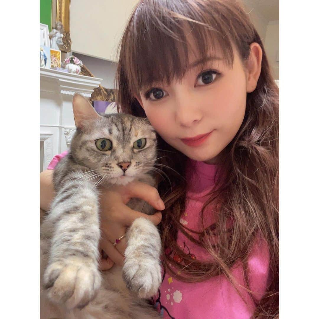 中川翔子さんのインスタグラム写真 - (中川翔子Instagram)「うちのショコラです🐱   #ネコ  #猫  #cat」3月10日 21時41分 - shoko55mmts