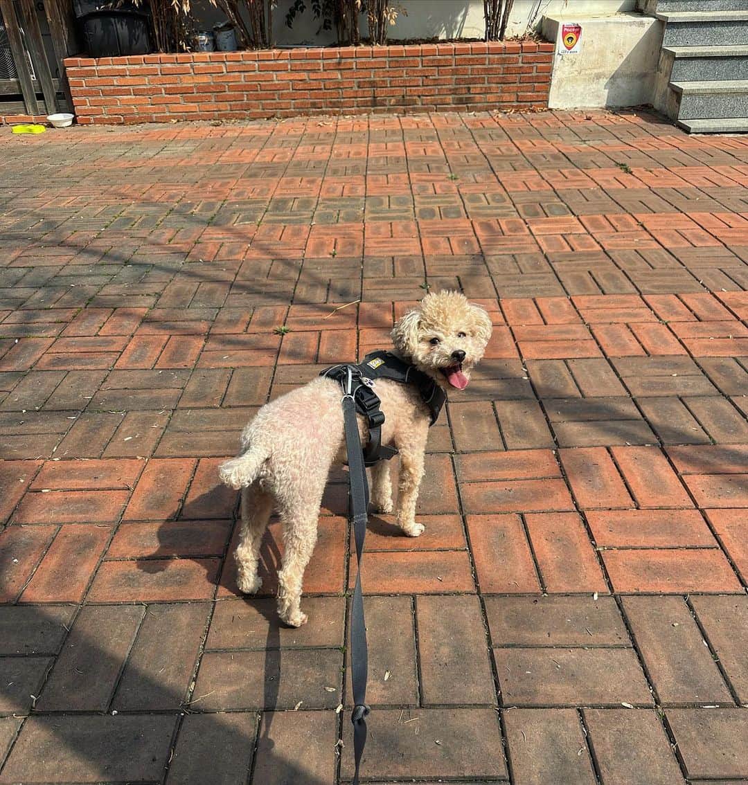 Giriboyのインスタグラム