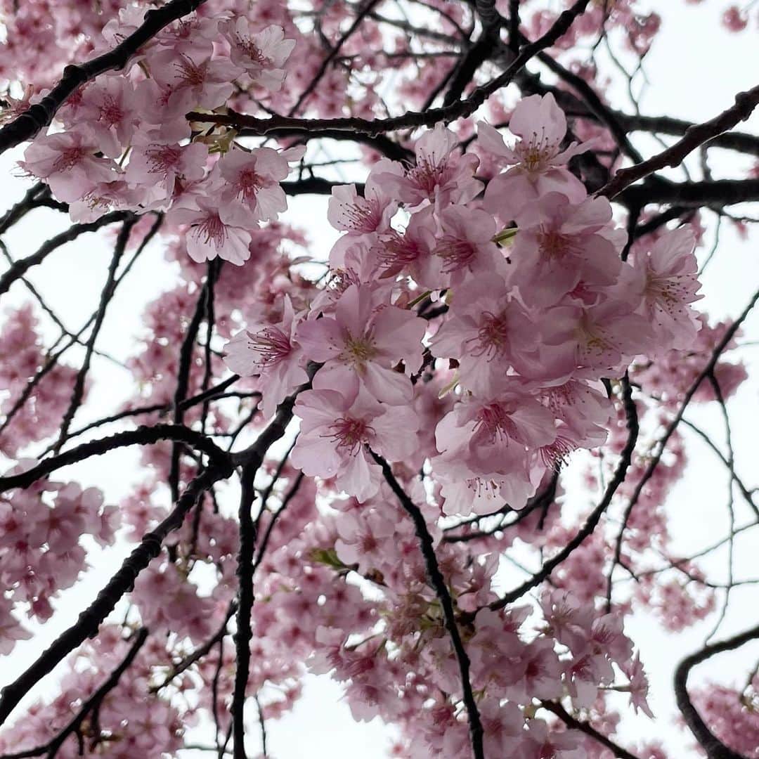 竹中友紀子さんのインスタグラム写真 - (竹中友紀子Instagram)「#伊豆旅   桜を見るならいいところがありますよ  と地元の方に教えていただき ふらりと立ち寄った  #みなみの桜と菜の花まつり   自然豊かなその場所に 桜と菜の花がしっくり溶け込んでいる  野良猫が 川辺の鳥を追いかけて 土手を降りていったかと思うと  その先で 兄弟であろうにゃんこが 傍の畑に のっそり侵入しようとしている  ゆったり流れる時間の中で 自然の力を 思う存分体に吸収した 旅でした」3月10日 14時02分 - yukikotakenaka_official