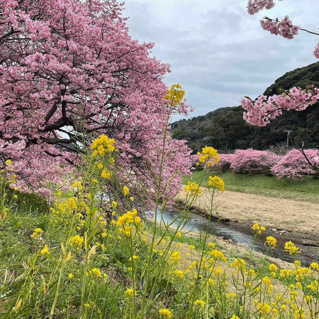 竹中友紀子さんのインスタグラム写真 - (竹中友紀子Instagram)「#伊豆旅   桜を見るならいいところがありますよ  と地元の方に教えていただき ふらりと立ち寄った  #みなみの桜と菜の花まつり   自然豊かなその場所に 桜と菜の花がしっくり溶け込んでいる  野良猫が 川辺の鳥を追いかけて 土手を降りていったかと思うと  その先で 兄弟であろうにゃんこが 傍の畑に のっそり侵入しようとしている  ゆったり流れる時間の中で 自然の力を 思う存分体に吸収した 旅でした」3月10日 14時02分 - yukikotakenaka_official