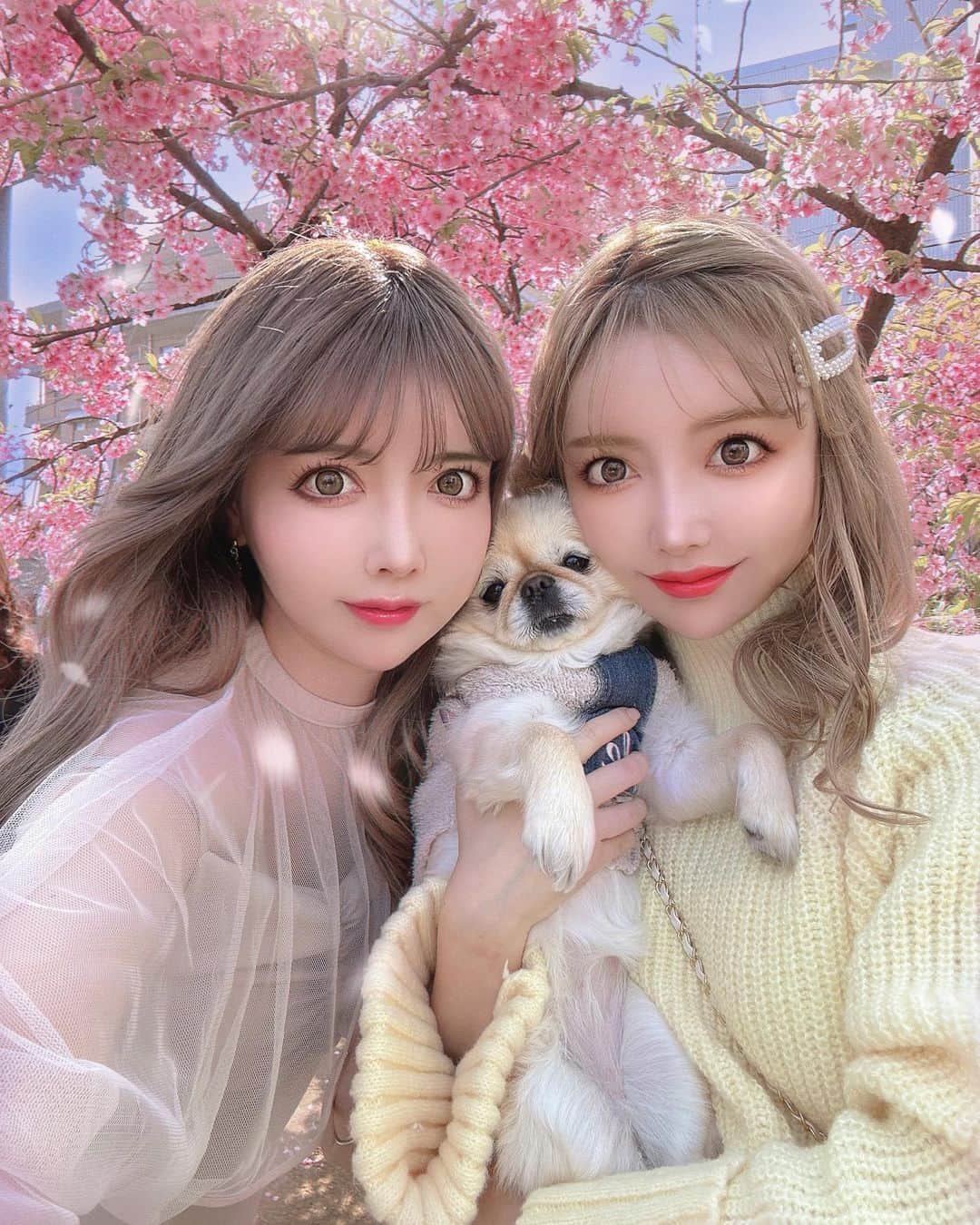 吉川ちえのインスタグラム：「【🌸🌸🌸🌸🌸🌸🌸】 . ちかさんときなこ🐶と桜新町にある 桜神宮で桜見に行ってきたよ😆✨ もう3年連続でいってます🍀*゜ （きなことは2年連続👐） . 相変わらず綺麗で癒されました✨ てかもう春になってるの凄いw 最近までお正月🎍だったのに😭笑 . #桜新町 #桜神宮 #お花見」