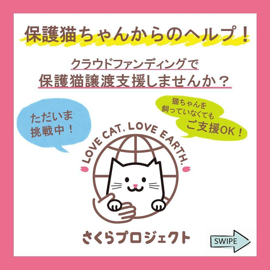 ライオン商事株式会社のインスタグラム：「あなたの思いが保護猫と飼い主さんの幸せに💛 🌸LOVE CAT,LOVE EARTH,さくらプロジェクト🌸  ライオンペットでは、 「猫にとって快適なトイレ環境を用意することで、 猫の排泄の失敗を減らし、排泄の失敗が原因で 飼い主さんとお別れになってしまう猫を減らすことに つながり、殺処分数を減らせるのでは？」と考え、 2020年7月より、保護猫を迎え入れた飼い主さん（里親さん）と保護猫に快適なトイレ環境を提供する、 保護猫譲渡支援活動を実施。 これまで4,656個の猫トイレセットを寄贈してまいりました！  しかしながら、まだ猫の殺処分数ゼロは実現できていません。 この社会問題の解決に猫を愛するすべての方が手を差し伸べられるよう、【クラウドファンディング】を通して、支援の輪を広げることといたしました。  ライオングループだからこそできる取り組みとして、 さくらプロジェクトでプレゼントする猫トイレ容器の 一部には、使用済みハブラシ（再生プラスチック）を活用。 製品のサステナビリティにも配慮しています。🌏  ＜ご支援者さん大募集🐈＞ ・猫を飼っている。 ・今は猫を飼っていないけど、猫が大好き。 ・保護猫と受け入れている里親さんを応援したい。 ・1頭でも多くの命を救いたい ・地球にやさしい活動を応援したい　などなど  プロジェクトページでは、 支援方法をわかりやすく紹介していますので、 クラウドファンディング初心者の方もぜひ🔰  私たちの活動にご賛同いただける皆様から、 「保護猫譲渡支援活動」を持続的な活動として 推進していくための新しいチャレンジに、 どうかご理解とあたたかいご支援を賜りますよう、 心からお願い申し上げます。  ─────────────────────────── 公開日：1月23日 午前8時 終了日：3月24日 午後11時 目標金額：360万円 ─────────────────────────── プロジェクトページのリンクは、プロフィール欄にて記載してます🌸 ※Journal of Feline Medicine and Surgery（2014）16,579-598  #さくらプロジェクト  #クラウドファンディング  #クラウドファンディング挑戦中  #クラファン  #クラファン挑戦中  #拡散希望 #支援募集中   #猫 #ねこ #ねこすたぐらむ #ネコ #ふわもこ部 #にゃんすたぐらむ #ねこ部 #保護猫 #保護猫と暮らす #保護猫出身 #にゃんこ #猫好きさんと繋がりたい #ねこのいる生活 #子猫 #ねこのきもち #ねこのいる暮らし #猫写真 #ごめん寝 #lionpet #lionpetうちのにゃんこ  #readyfor」