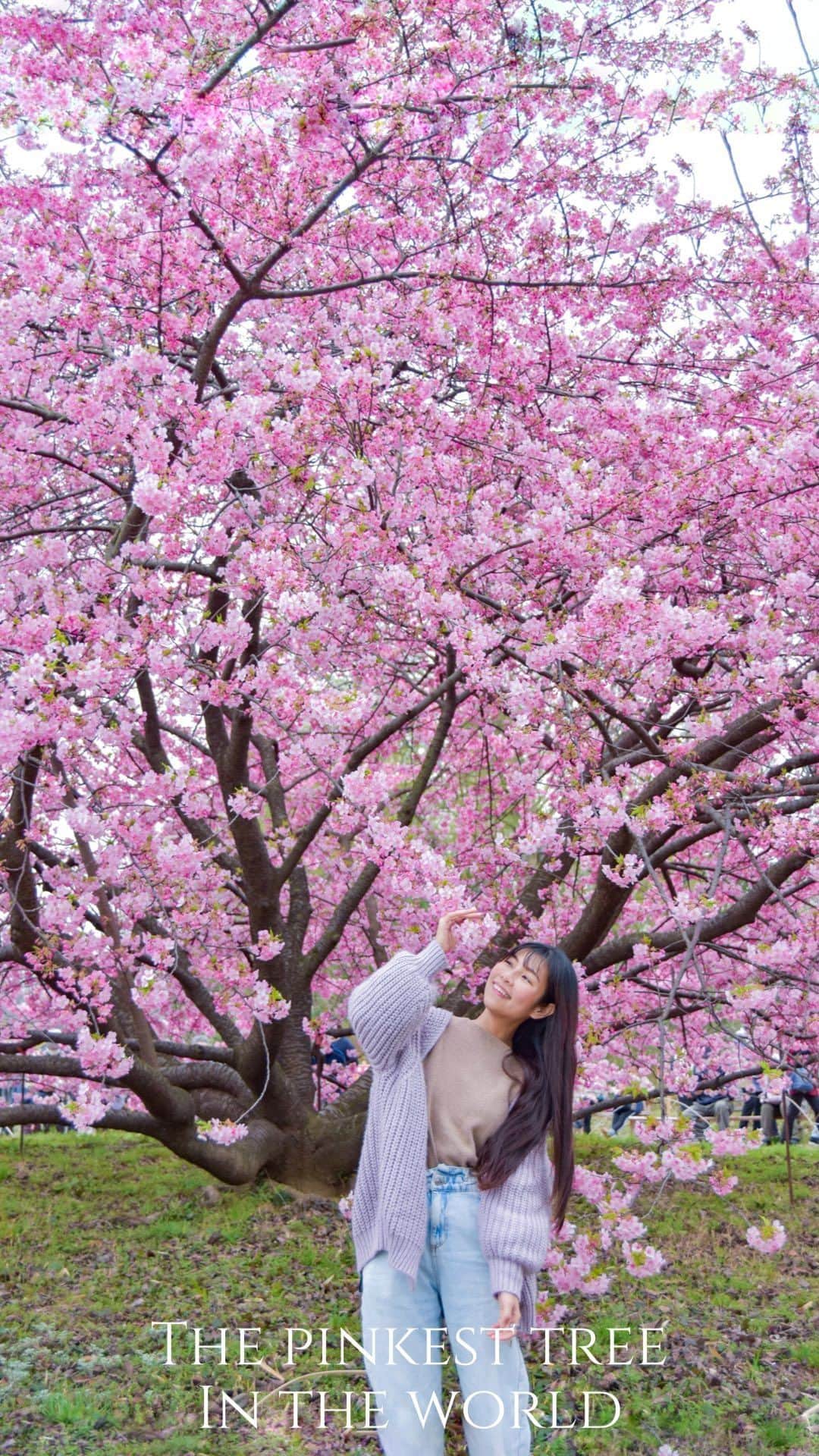 のインスタグラム：「【The pinkest tree in the world 🌸】  This has to be the pinkest tree I’ve ever seen in my life…  Don’t worry, no matter how many gems get uncovered and become mainstream, Japan will forever have more secrets up her sleeve, including pink gems.  This is ONE single kawazu-zakura cherry tree standing randomly at Mitoyoshi City, Kagawa Prefecture.  Video taken March 9, it is full bloom now, so right now is the time to go.🥰  Thanks @tomoromega for this secret spot.🌸💗  📍Mitoyoshi City, Kagawa Prefecture.   @setouchi.trip」