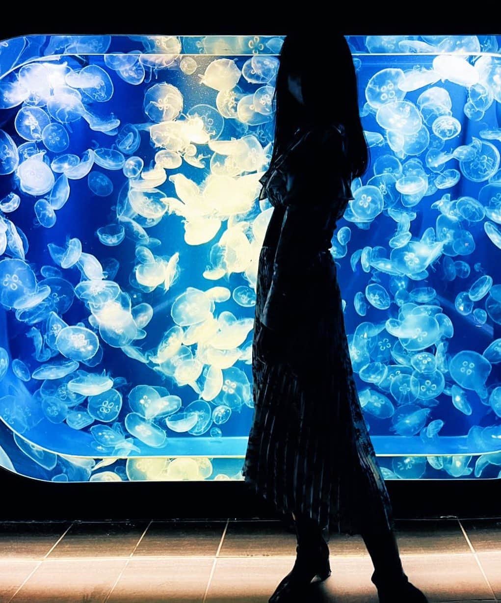 宮村ななこのインスタグラム：「Jellyfish.  #jellyfish  #sea  #photo  #photography  #水族館  #海月」