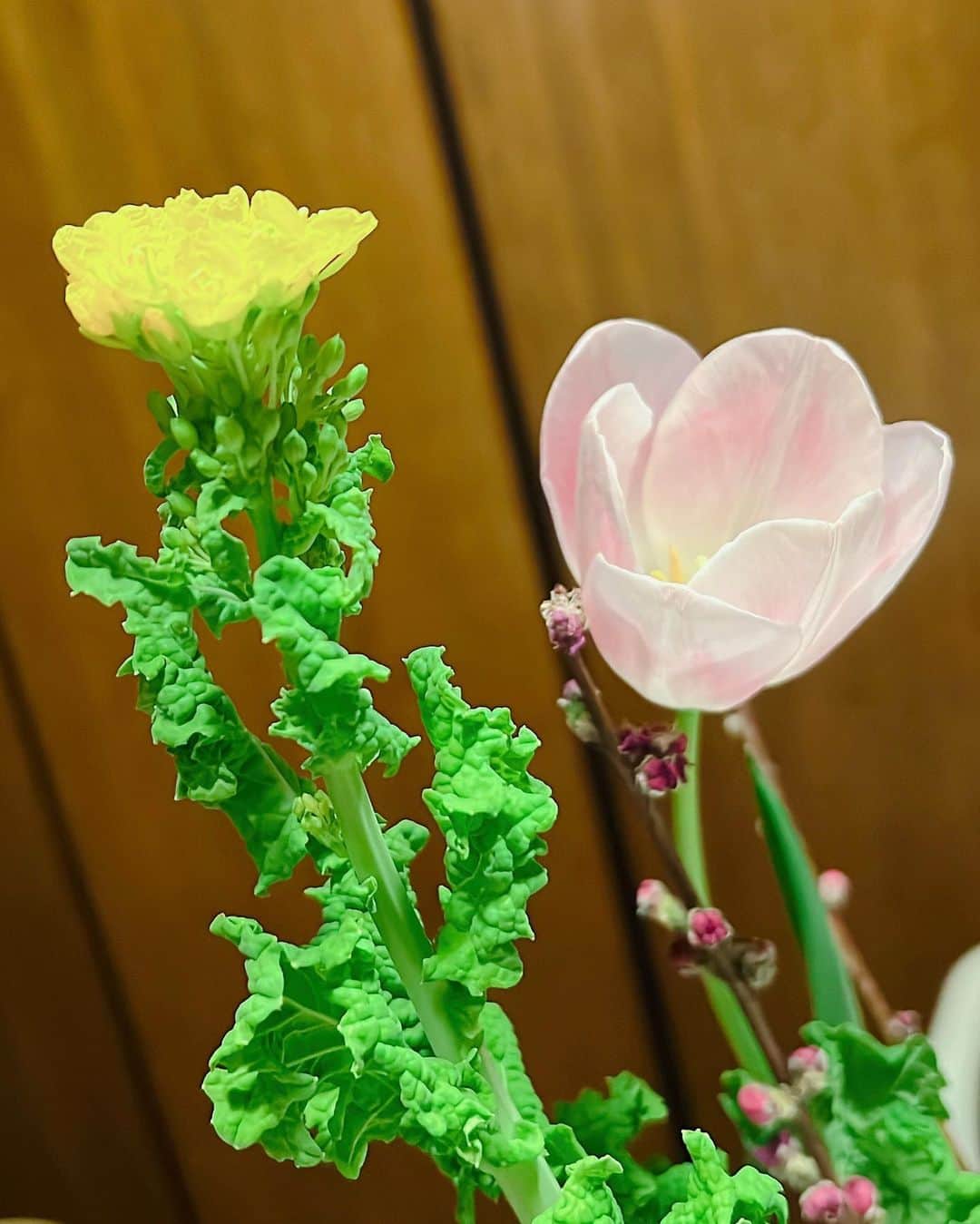 鈴木麻衣花のインスタグラム：「気がつけば春が来てる、また今年もそんな感じであっという間に3月になってしまいました。 1月はお正月・おチビの1歳のお誕生日、2月は節分にバレンタイン、3月は雛祭りと間もなくやってくる春休みに新学期の準備… なんだか季節の行事をおっているとあっという間に時が過ぎていてびっくりします。 お友達にも連絡するね〜って言ってたら、数ヶ月経ってしまっていたり、年始のご挨拶もできないまま春になってたり。 そんな無礼者でごめんなさい。 季節の行事もだんだんテキトーになったりしてて、お寿司でお雛様を作るつもりで居たのに食事の時間までボーっとしてしまって慌てて作り出したから飾り付けがめちゃくちゃ雑になってしまいました。笑 恥ずかしいけど、笑えるからまぁいいか。笑 パルシステムで買っておいたサクラデンブが自然な感じで美味しかったです♡ 久しぶりに行ったコストコも楽しかったなー！！！ しかし娘は何でこんなに爆笑してるんだ？ #桃の節句#ひな祭り#春」