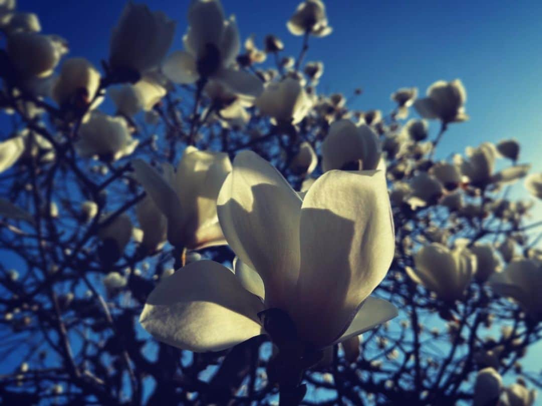 鹿野優以さんのインスタグラム写真 - (鹿野優以Instagram)「コブシの季節にもなりましたね。 日差しが透けて綺麗。」3月10日 17時04分 - yum.k