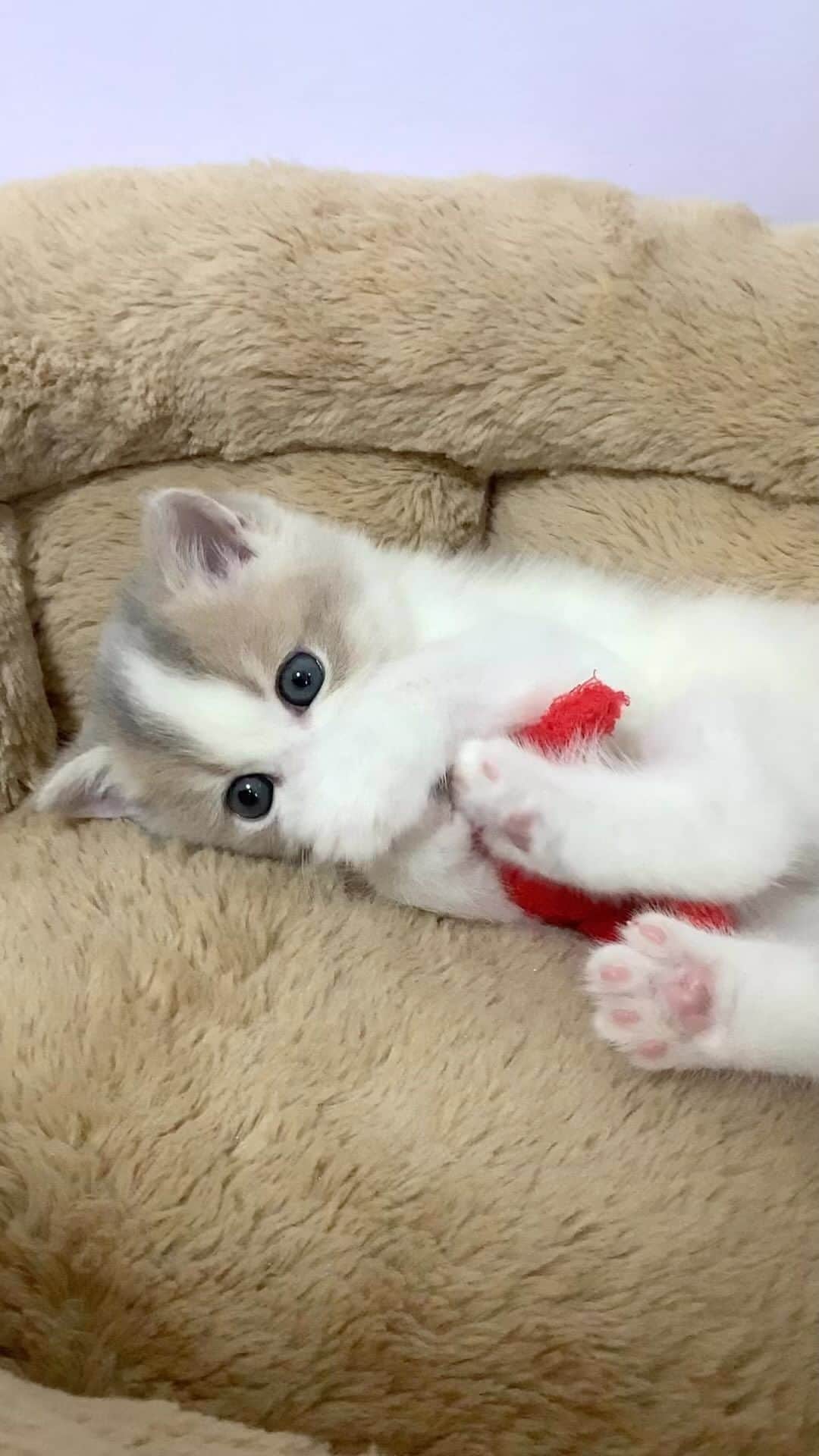 旅猫かあさんのインスタグラム：「🌞BABY CAT  LOVE❤️  #またたび猫ハウス　#猫ブリーダー　#子猫　#猫　#スコティッシュフォールド　#猫動画　#子猫動画　#子猫販売 #scottishfold #scottishfoldkitten #petsvideo #catmovie #animalsvideos #9gag #kittensofinstagram #instagramcat #adorable #cat_features #catsofnstagram #thedodo #animalsco #weeklyfluff #catloversclub #meowed #cutepetclub #cat_of_world #thedailykitten」