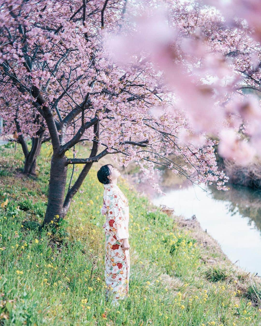 haru wagnusさんのインスタグラム写真 - (haru wagnusInstagram)「I am waiting for you under this cherry blossom tree..🌸 ㅤㅤㅤㅤㅤㅤㅤㅤㅤㅤㅤㅤㅤ ㅤㅤㅤㅤㅤㅤㅤㅤㅤㅤㅤㅤㅤ ㅤㅤㅤㅤㅤㅤㅤㅤㅤㅤㅤㅤㅤ 春、訪れて、暖かくて眠気がすごいです。 ㅤㅤㅤㅤㅤㅤㅤㅤㅤㅤㅤㅤㅤ ㅤㅤㅤㅤㅤㅤㅤㅤㅤㅤㅤㅤㅤ📷#sonya7rv & #kernmacroswitar  ㅤㅤㅤㅤㅤㅤㅤㅤㅤㅤㅤㅤㅤ  #桜色 #桜祭り #河津桜 #桜並木 #桜のトンネル #桜の風景 #桜の名所 #桜好きな人と繋がりたい #お花見 #SakuraBloom #SakuraSeason #CherryBlossom #Hanami #KawazuSakura #kimonostyle    #その瞬間に物語を #into_the_screen #photogram_archive  #good_portraits_word #何気ない瞬間を残したい　#ip_portrait_collection  #시속 #카메라 #선팔하면맞팔 #japangirl  #portraitphotography #東京カメラ部 #着物」3月10日 17時24分 - wagnus