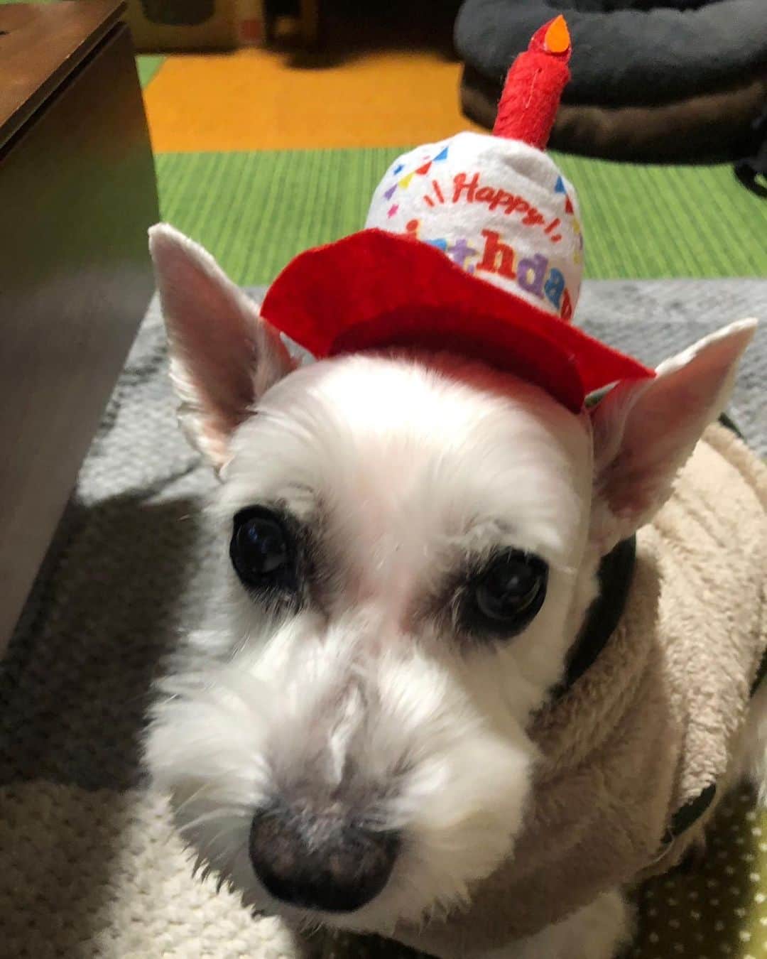 大塚稜馬のインスタグラム：「March 10 Today is Hanna's 13th birthday🐶🎂🎉 Converted to human age, that's 78 years old She is a senior in life👵 She was so small and now she is so fat, but she is still so cute. I hope she lives a long life🤞  #dog #miniatureschnauzer  #hbd」