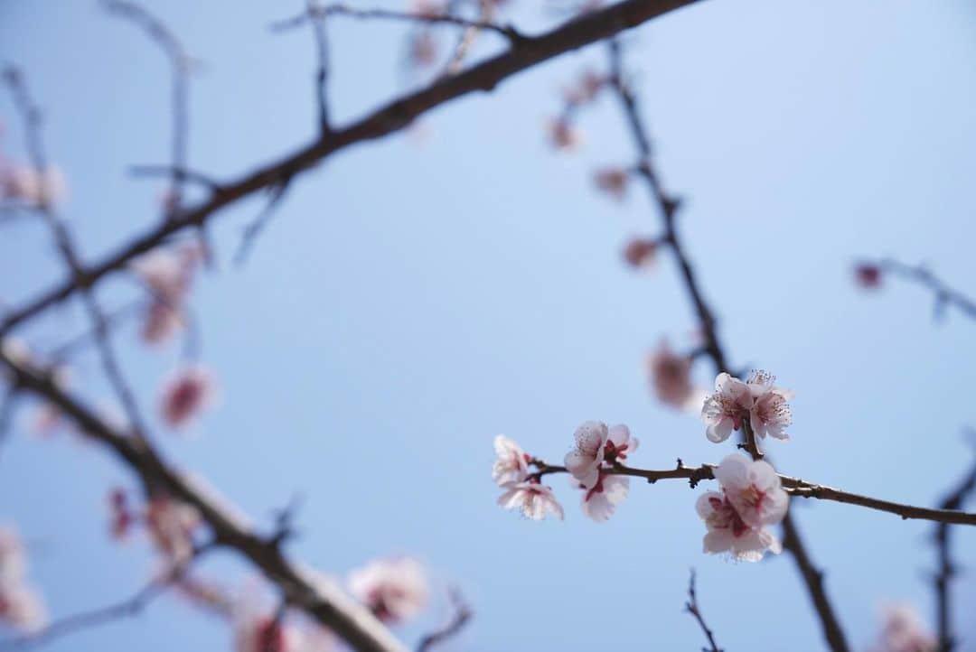 いぶくろ聖志さんのインスタグラム写真 - (いぶくろ聖志Instagram)「春と直線  #camera #japan #photography」3月10日 17時58分 - b.smpl