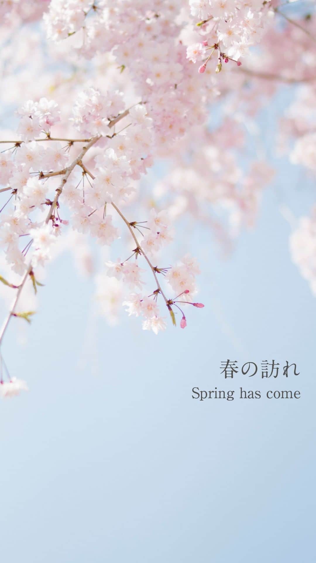 【公式】ドモホルンリンクルのインスタグラム：「《ちょっとした一工夫で春を心地よく🌸》  春は気温が上がり、過ごしやすくなる一方で身体も肌も不安定になりやすい季節。  生活環境の変化によるストレスや寒暖差、気圧の変化による体調不良、さらに強さを増す紫外線による肌の不調。  ちょっとした一工夫を取り入れ、春を心地よく過ごしてみませんか？  ---------------------------------------------------- ＼そのほかの投稿も今すぐチェック！／ 季節や肌悩みに合ったスキンケア方法など ”なりたい肌”を叶えるヒントを発信中💡 ぜひ @domohorn_wrinkle をフォローして、 投稿をチェックしてみてください✅ ---------------------------------------------------- ______________ #ドモホルンリンクル #ドモホルンリンクル公式 #再春館製薬所 #domohornwrinkle #基礎化粧品 #エイジングケア #化粧品 #スキンケア #コスメ好きな人と繋がりたい #美容好きさんと繋がりたい #エイジングコスメ #30代コスメ #40代コスメ #たるみ #スキンケアマニア #スキンケア好きさんと繋がりたい #シミケア #シワ改善 #シワ対策 #うるおい肌 #自然由来 #漢方 #年齢肌 #保湿 #アラサー美容#春 #桜 #紫外線 #紫外線ケア _______________」