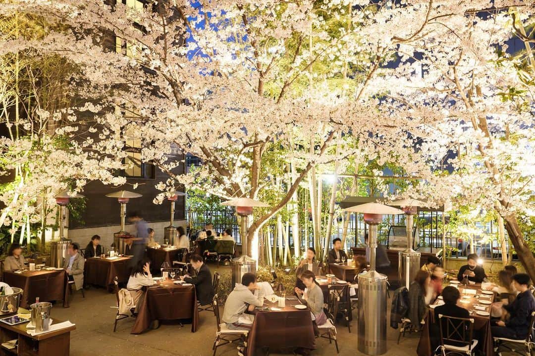 FORTUNE GARDEN KYOTOのインスタグラム：「【Information】 ⁡ 京都の都心で過ごす桜と緑に囲まれた特別な時間 ⁡ 好評を博した昨年に引き続き 桜の季節にガーデンレストランを オープンいたします ⁡ 京都の都心でゆったりとしたお花見の時間を お楽しみいただけます 桜舞う素敵な空間で大切な人と美味しいものを 分かち合う特別なお時間をお過ごしください ⁡ ※3/25〜4/2 の特別コースのご用意です お日にちによって営業時間が変わりますので 詳しくはTOPページURLよりご確認ください ⁡ LUNCH COURSE ¥5,000 (税サ込) ⁡ 前菜　桜鯛のカルパッチョ　レモンヴィネグレット 温前菜　大穴子のお寿司仕立て 魚料理　桜鱒のロースト　アンチョビとケッパーのソース 肉料理　牛ハラミの炭火焼　ペリグーソース デザート　京丹後苺と桜のブランマンジェ ⁡ DINNER COURSE ¥9,000 (税サ込) ⁡ 前菜1  桜鯛のカルパッチョ　レモンヴィネグレット 前菜2  鴨低温コンフィ　菜の花のソース 魚料理  桜鱒のロースト　アンチョビとケッパーのソース 肉料理  牛ハラミの炭火焼　ペリグーソース 米料理  白焼鰻と万願寺唐辛子のサフランリゾット　コンソメスープ デザート  京丹後苺と桜のブランマンジェ ⁡ ※食材の仕入れ状況でコース内容は変更する恐れがあります ⁡ #フォーチュンガーデン京都 #pdsのある人生 #おもてなしが好きだから #そうだ京都行こう　 #京都桜」