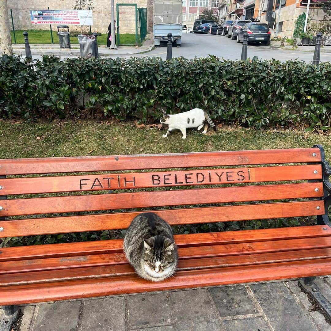 北村優衣さんのインスタグラム写真 - (北村優衣Instagram)「🐈🇹🇷🐈‍⬛ 街歩いたら猫、 お店の中にも猫 ご飯食べてても猫。 トルコはどこにでも猫ちゃんがいて、 ひたすら癒されてました…！！！ #ふしぎ発見 #トルコ #猫」3月10日 18時18分 - kitamura_y910