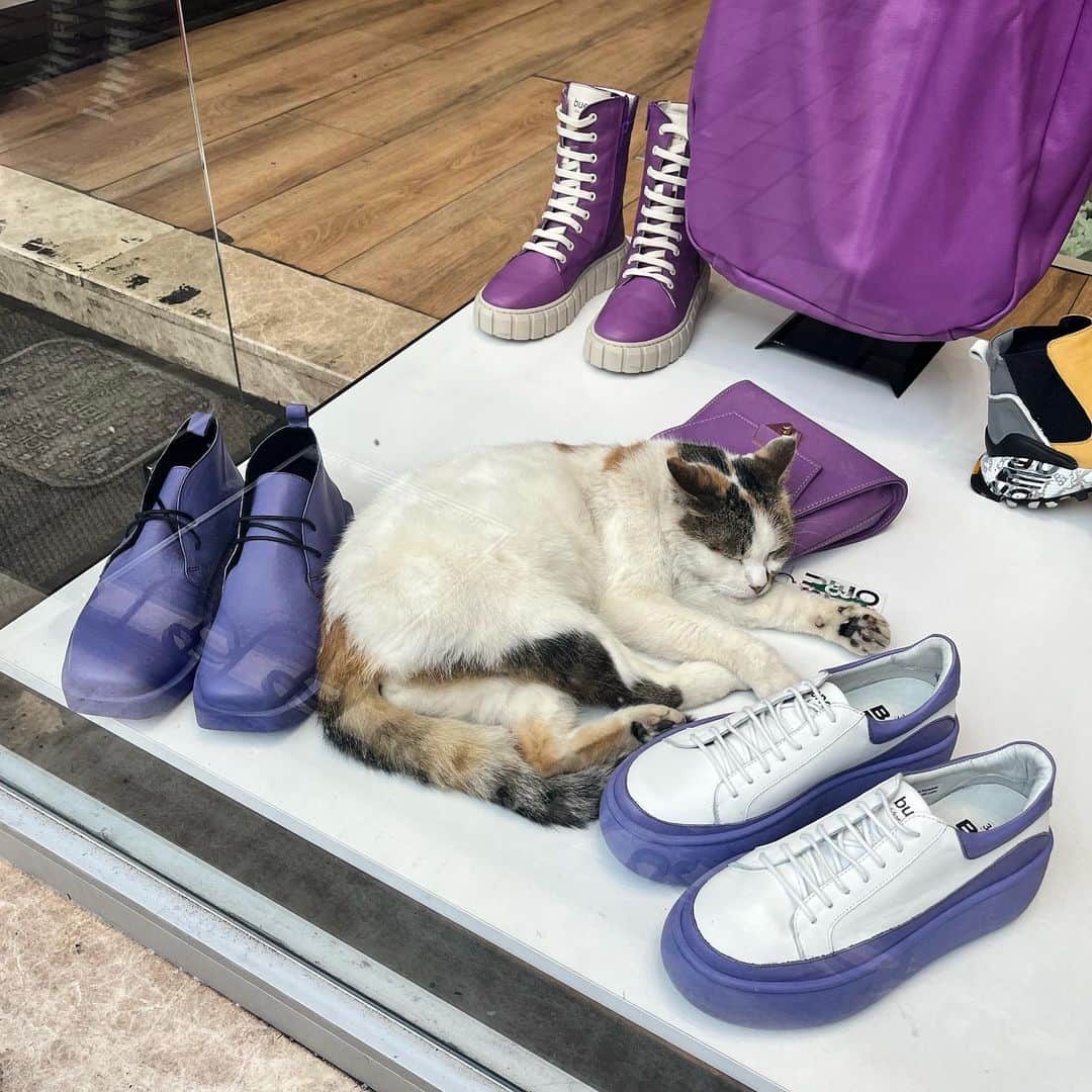 北村優衣のインスタグラム：「🐈🇹🇷🐈‍⬛ 街歩いたら猫、 お店の中にも猫 ご飯食べてても猫。 トルコはどこにでも猫ちゃんがいて、 ひたすら癒されてました…！！！ #ふしぎ発見 #トルコ #猫」