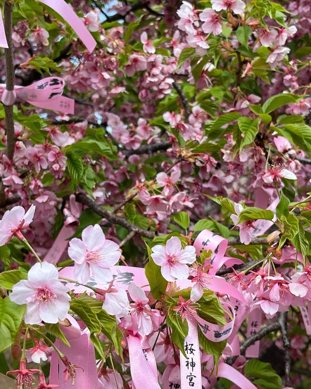 のインスタグラム：「桜神宮🌸⛩ ⁡ 少し葉桜が増えてきたけどまだまだ綺麗✨ 今日はポカポカ陽気で最高でした😌 ⁡ #桜神宮 #桜新町 #河津桜 #桜 #さくら #お花見 #御朱印 #御朱印巡り」