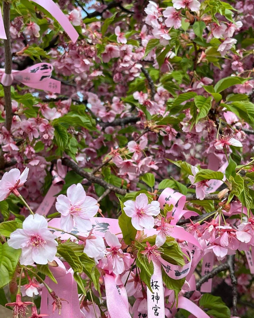 釜井美由紀のインスタグラム：「桜神宮🌸⛩ ⁡ 少し葉桜が増えてきたけどまだまだ綺麗✨ 今日はポカポカ陽気で最高でした😌 ⁡ #桜神宮 #桜新町 #河津桜 #桜 #さくら #お花見 #御朱印 #御朱印巡り」