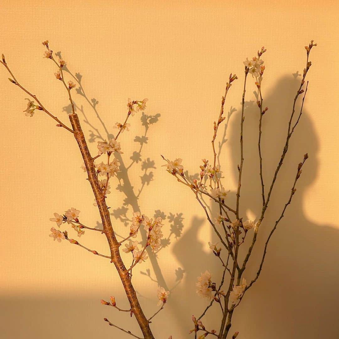 中川知香のインスタグラム：「🌸 我が家に桜がやってまいりました。蕾が咲くのを楽しみに過ごしたいと思います。  #中川知香」
