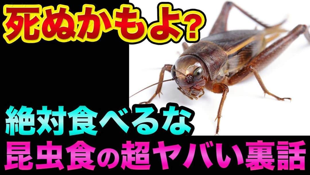 神王ＴＶさんのインスタグラム写真 - (神王ＴＶInstagram)「死ぬかもよ？コオロギと昆虫食の超ヤバい裏話。食のグレートリセットが始まった【 株 FX 都市伝説 コオロギ 食糧危機 】  昆虫食として注目されているコオロギの超ヤバい裏話　ダボス会議が提唱した「脱炭素のための食のグレートリセット」とは？　漢方医学大辞典によればコオロギは「妊婦は食べてはダメ」と明記されている  子ども達が実験台になっている、、すでに日本の学校給食にコオロギ食が出されている　オランダではミミズが小学校の給食メニューに出されている　「10億人が肉食をやめるべきだ」とダボス会議で提唱された　人工肉の時代になるのか？  しかし内閣府のサイトには「コオロギ食はオススメしない」と書かれている事実!?　新しい健康食品になるのか？　人間は昆虫を食べるように進化していない科学的論文をご紹介　キチンの分解酵素キチナーゼを人間は持っているが！？ 　 そもそも人間は鶏も豚と牛も牛乳も食べるようにはできていない　日本人が肉を食べ出したのは明治からだが、歴史的真実として「ごく一部の日本人(?)だけ」食べていた裏話  ★　このYouTube動画へのリンクは、インスタのプロフィール欄にあります！  #株 #FX #都市伝説 #昆虫食 #コオロギ #コオロギ食」3月10日 19時30分 - ryo_kamio