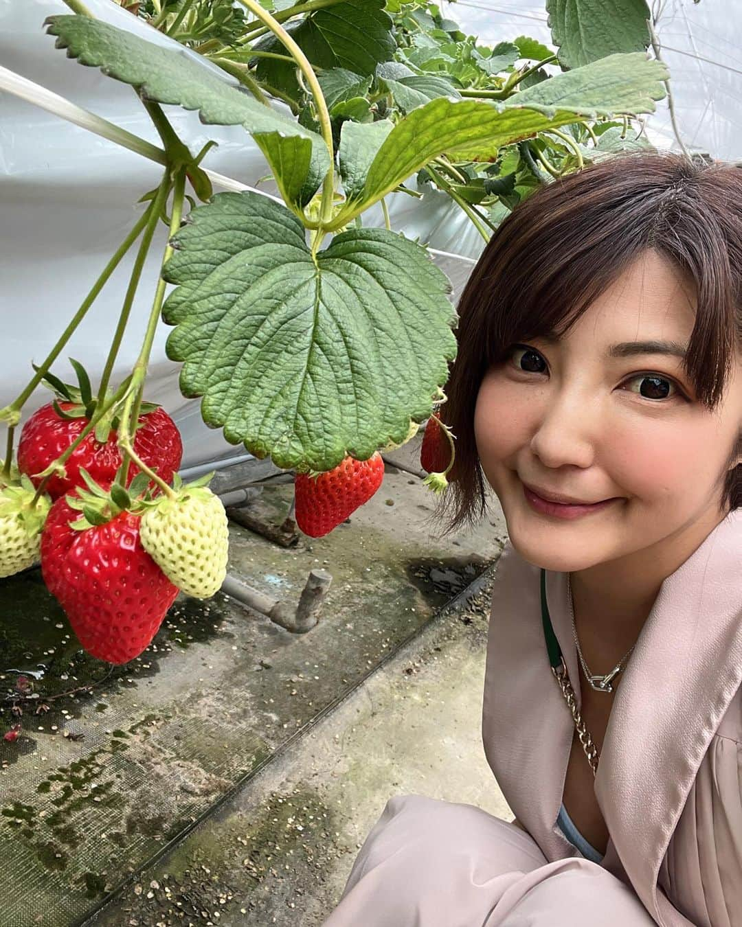 今村知可さんのインスタグラム写真 - (今村知可Instagram)「いちご狩り🍓 リルフィー伊良湖岬撮影会にて❣️  #おひさま農園 #いちご狩り #田原市 #伊良湖 #春 #撮影会モデル #撮影会の女神さま #モデル #japanesegirl #asianmodel #model #レースクイーン #グラビア #strawberry🍓 #insta #instagood #followforfollowback #フォロワー募集中」3月10日 20時00分 - chikalanguage