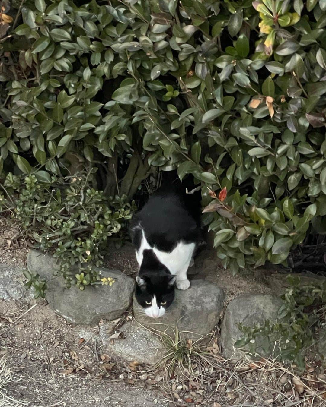 坂田琴音さんのインスタグラム写真 - (坂田琴音Instagram)「自然いっぱい猫いっぱい🐈❤︎」3月10日 22時19分 - kotone_sakata