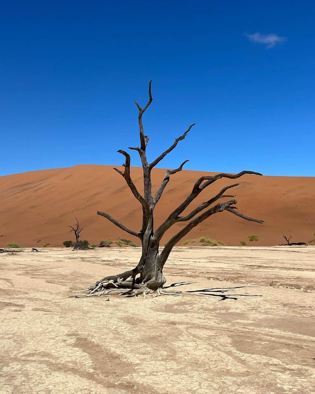 バネッサ・ハッペンコゼンさんのインスタグラム写真 - (バネッサ・ハッペンコゼンInstagram)「Dead Vlei, Namibia.  Estos árboles muertos siguen de pie después de 900 años…maravilla de la naturaleza…   Hace 1000 años aquí había un río, el cambio climático y las dunas que lo rodeaban hicieron que se secara. Gracias a la longitud de las raíces de los árboles que buscaban agua para sobre vivir en medio del desierto, aunque muertos, siguen de pie.   Las raíces llegan a medir hasta 60 metros  Estoy haciendo un reel para transportarlos….」3月10日 23時40分 - vanehupp