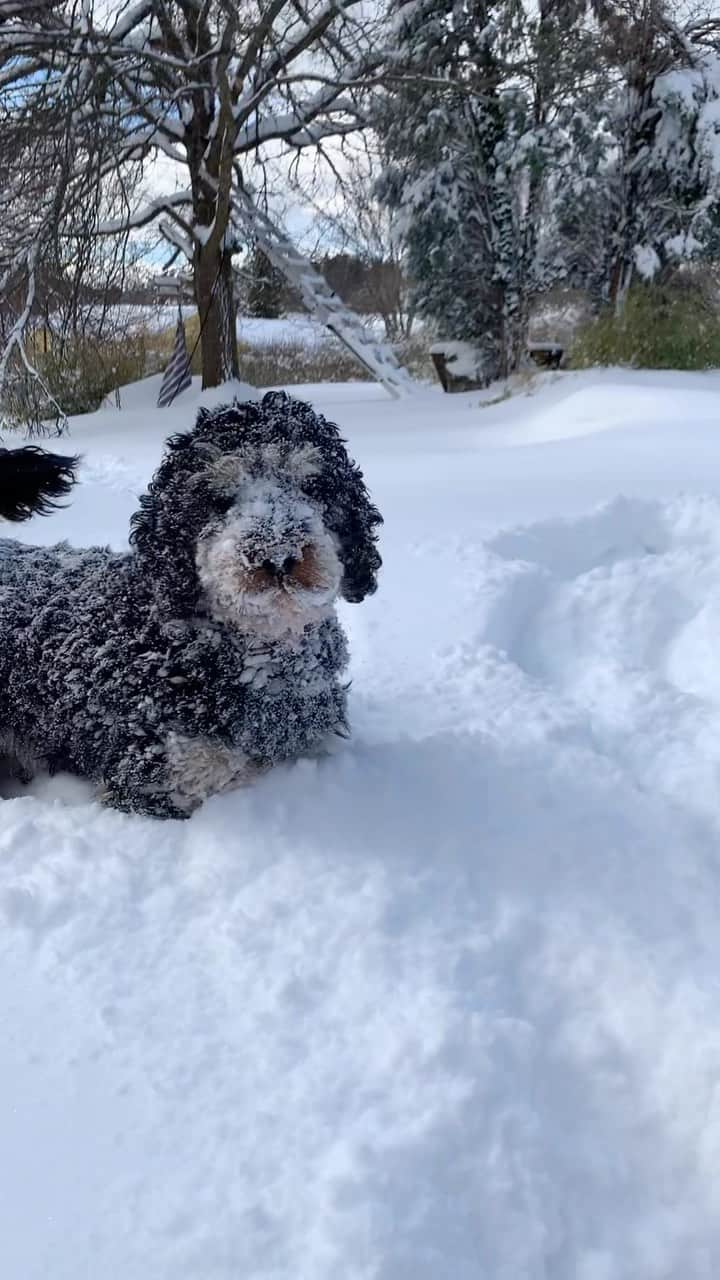 FluffyPackのインスタグラム：「Winter is back…☃️😎」