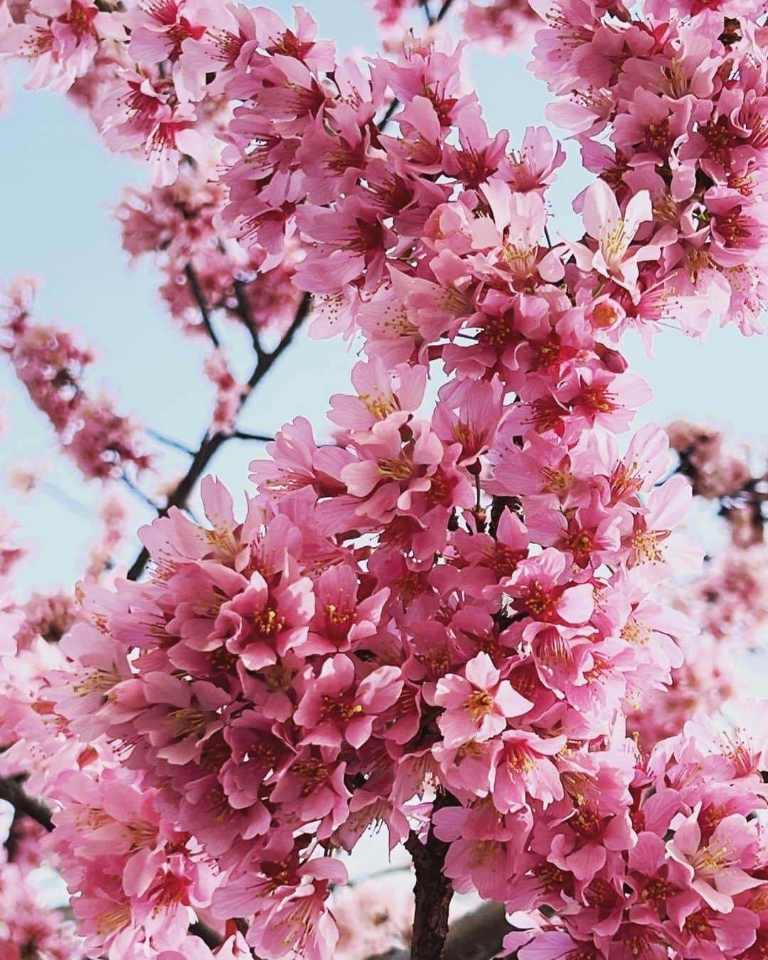 有森裕子さんのインスタグラム写真 - (有森裕子Instagram)「いよいよ 名古屋ウィメンズマラソン2023 明日スタート  この時期に咲き始める 🌸桜🌸のように ひとりひとり 名古屋の街を 彩るが如く 華麗に 駆け抜け フィニッシュラインに 笑顔で帰って来てください❣️🌸  多くの人々が 一生懸命頑張る皆さんを 全力で応援しています!📣」3月11日 15時00分 - arimori.yuko33