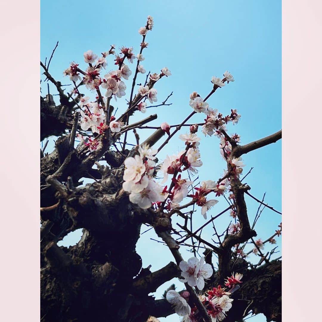 純名里沙さんのインスタグラム写真 - (純名里沙Instagram)「東日本大震災から12年目の早朝  地震で目が覚めました。  地震大国日本  油断するなよ、と言われた気がしました。  14時46分  被災地に想いを馳せ黙祷。  今日も生かされている生命に感謝して。  #東日本大震災を忘れない #東日本大震災から１２年 #地震で目覚めた朝 #黙祷」3月11日 15時23分 - risajunna3158