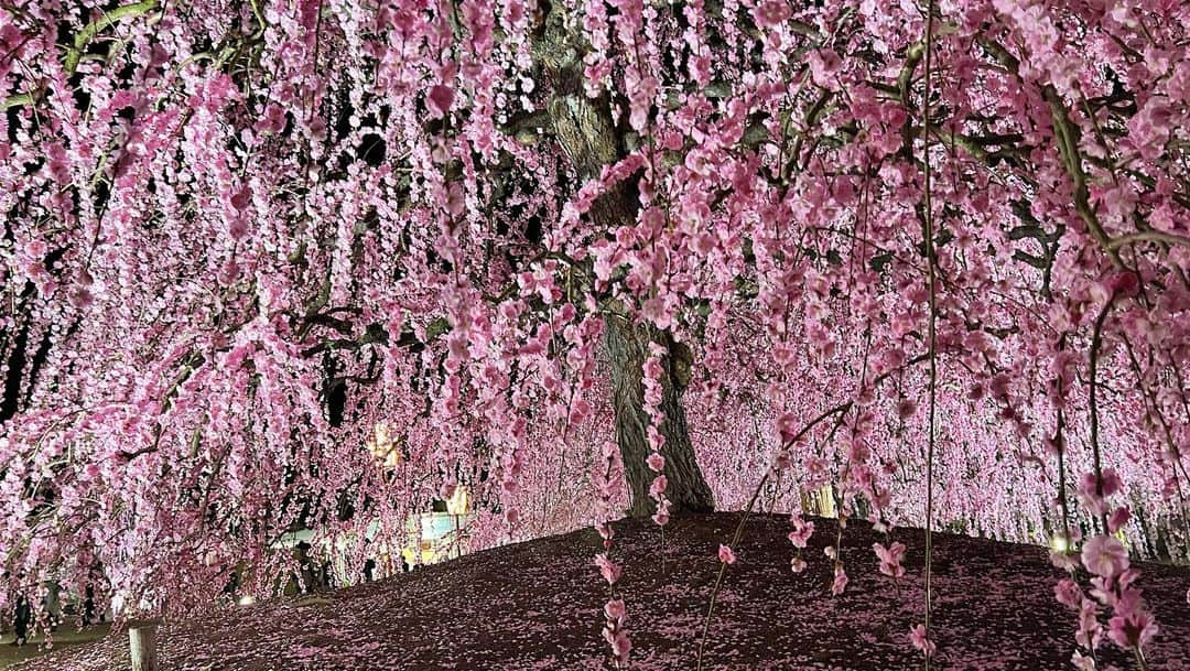 宇佐美蘭さんのインスタグラム写真 - (宇佐美蘭Instagram)「友達にずっとおすすめされていた三重にある鈴鹿の森庭園のしだれ梅まつりに、今年こそはと行ってきました🌸 約200本の枝垂れ梅。目に入った瞬間、綺麗〜っ！！と皆思わず声が出ました😍✨ 夜はライトアップされていて幻想的な美しさでした。 見頃なのでお近くの方は是非♡ #三重 #鈴鹿の森庭園 #枝垂れ梅 #しだれ梅 #しだれ梅まつり」3月11日 15時34分 - usamiran_official