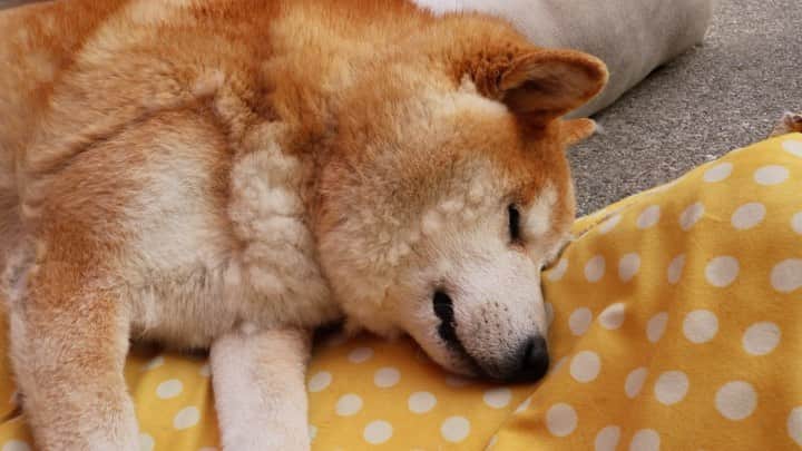 柴犬 たろのインスタグラム：「今日はシャンプー🧴されて、激おこで爆睡してます。🐻💤イビキをかいてます。オッサンです👴  タロちゃんの歯茎の膿ですが、腫れて爆発したところは💥腫れも引いて膿も血も止まりました。 しかし、明らかに黄色い膿が口の中に？よく見ると他の歯茎からドクドク膿が出てました。🐟 毎日、歯磨きとシーペーパーで膿を出していたら、今日、大量の血が出てきました。そして黒い塊が⁉️お外で食べてる草が歯茎の中から出てきました。😳  もしかしてそれが膿の原因かもしれません。  明日から経過観察をして、振り出しに戻れば、病院行きとなります。🚑 ガンバレたろちゃん🧡 . #換毛期で全体的に1cm痩せた #柴犬 #shibainu #まめしば  #秋田犬 ？といつも言われる」