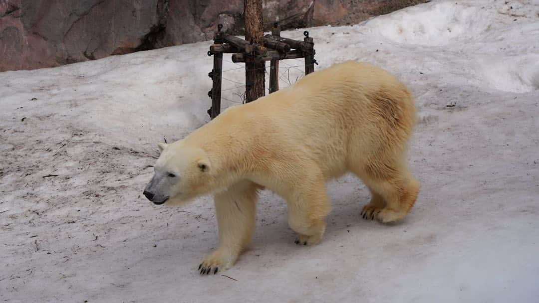 ピカ子さんのインスタグラム写真 - (ピカ子Instagram)「天候不良により山行を諦め動物達に癒してもらいました。」3月11日 15時55分 - pikaco_makeup