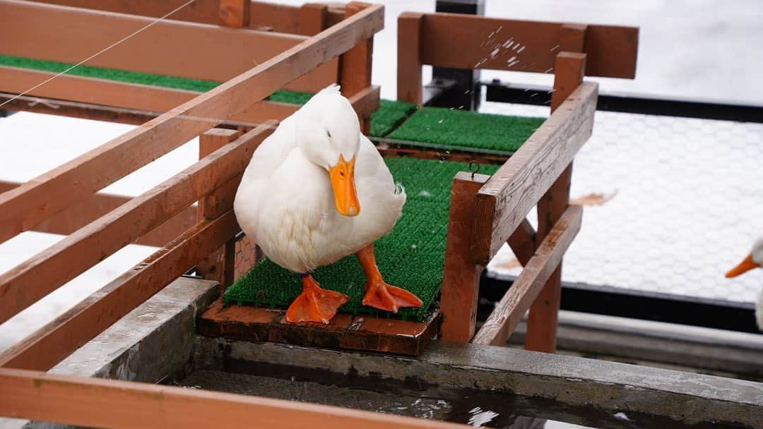 ピカ子さんのインスタグラム写真 - (ピカ子Instagram)「天候不良により山行を諦め動物達に癒してもらいました。」3月11日 15時55分 - pikaco_makeup