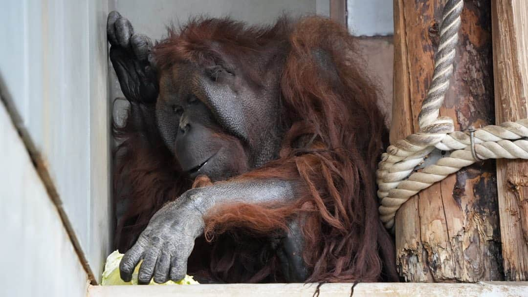 ピカ子さんのインスタグラム写真 - (ピカ子Instagram)「天候不良により山行を諦め動物達に癒してもらいました。」3月11日 15時55分 - pikaco_makeup