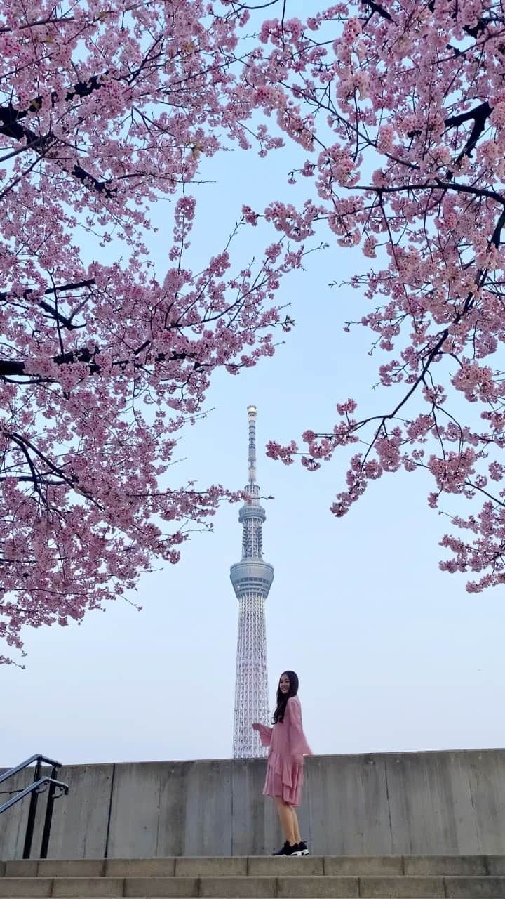 ももせゆきのインスタグラム：「🌸昼の桜と夜桜どっちが好き？🌸 私はどっちも大好き🌸  #スカイツリー #東京観光  #tokyotrip #tokyotravel  #桜  #河津桜 #お花見 #春旅 #retrip_news  #タビジョ #daily_photo_jpn  #japan_daytime_view  #TokyoCameraClub #Lovers_Nippon #art_of_japan_  #被写体モデル  #awesometravel #1x_japan  #genic_mag #cherryblossom  #VSCOportrait  #女子旅  #ファインダー越しの私の世界 #写真好きな人と繋がりたい #リール  #リール動画 #動画編集 #reelsinstagram #reelsvideo」