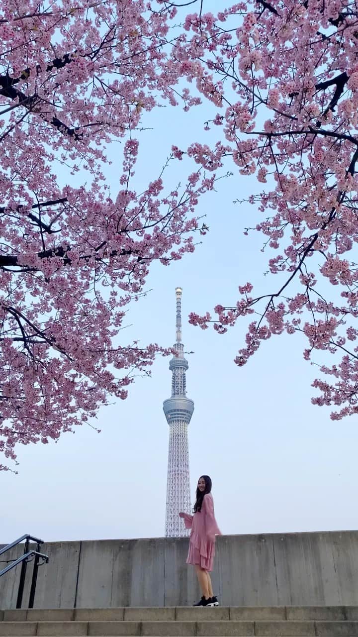 のインスタグラム：「🌸昼の桜と夜桜どっちが好き？🌸 私はどっちも大好き🌸  #スカイツリー #東京観光  #tokyotrip #tokyotravel  #桜  #河津桜 #お花見 #春旅 #retrip_news  #タビジョ #daily_photo_jpn  #japan_daytime_view  #TokyoCameraClub #Lovers_Nippon #art_of_japan_  #被写体モデル  #awesometravel #1x_japan  #genic_mag #cherryblossom  #VSCOportrait  #女子旅  #ファインダー越しの私の世界 #写真好きな人と繋がりたい #リール  #リール動画 #動画編集 #reelsinstagram #reelsvideo」