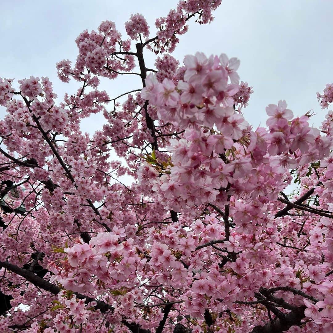 杉野真実のインスタグラム：「🙏🏻 今日は、東日本大震災から12年です。  14時46分、 犠牲になった方に想いを馳せ、 命の大切さについて考える時間にしたいと思います😌  最近、季節先取りの暖かさが続き、 来週には東京で桜が咲き始めるようです。 東北3県でも3月中には開花するとの予想。  桜が全国で花を咲かせるように、 防災への意識が全国に広まりますように😌🌸  #東日本大震災を忘れない  #防災士　#備えれば守れる命がある」
