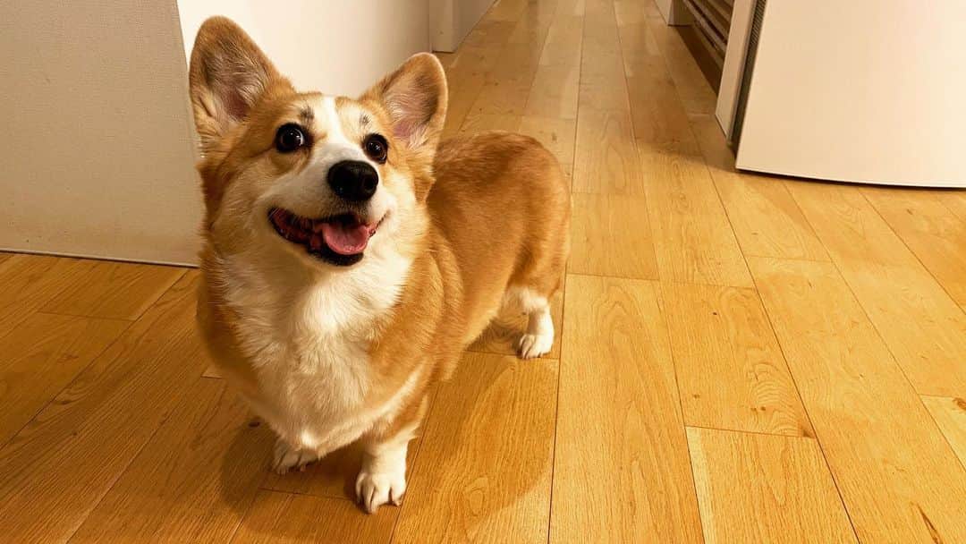 廣岡俊光のインスタグラム：「. . Pero . #corgi #corgistagram #犬のいる暮らし」