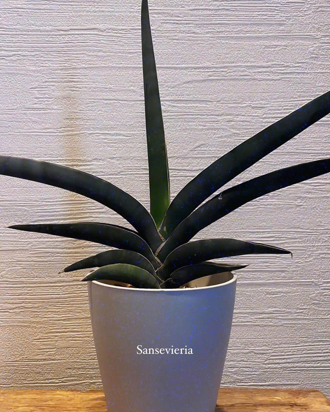 緒形りょうさんのインスタグラム写真 - (緒形りょうInstagram)「サンセベリアは空気清浄効果が高い観葉植物なんだよ🌞  Air-Purifying Plants, Sansevieria 🌱」3月11日 12時08分 - ryokun_39