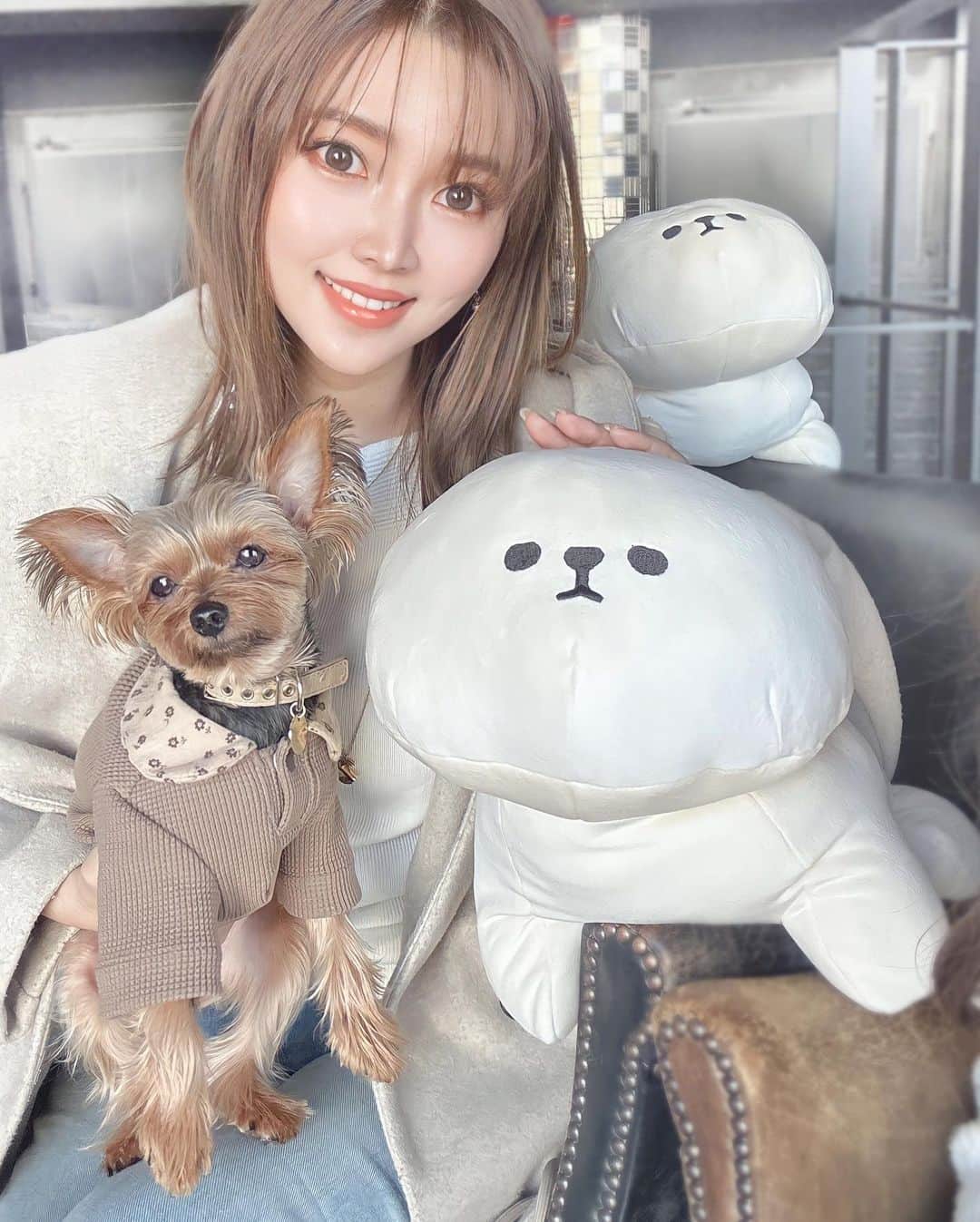 池田沙代さんのインスタグラム写真 - (池田沙代Instagram)「🫶🏻 かわいい🥺🤍癒  #PLUFFY のポップアップイベントに 行って、🏠に来た子たち🥺🤍 @lbc_official_  @pluffy_family_lifestyle   ▫️PLUFFFY・Siammyのテノリマスコット ▫️ぬいぐるみ用かぶりもの  ぴのさんもお気に入りで遊んでた🤣  イベントではもっといろんな種類がいて かわいくて癒されました🥺🤍 スワイプしてね⏩ 果物シリーズ可愛すぎ🍍🍉🍇🍈  ぬいぐるみ、もちもちでずっと触っちゃう🥺✌️  #pluffy#lbc_23ss_pluffyevent#lbc#siammy#pluffy_family_lifestyle #ぬい活#ぬい撮り#ビションフリーゼ#いぬすたぐらむ」3月11日 12時41分 - sayopi