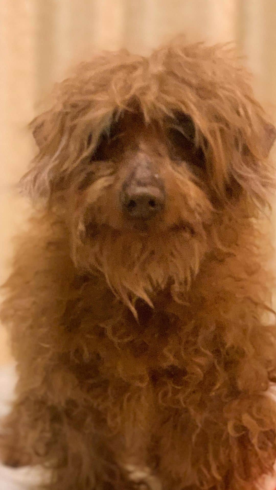 チックンとプーちゃんのふるさと? From Japan??のインスタグラム：「Happy birthday だワン🐶  プーちゃん１５才になりました🎂 これからもよろしくね🐾 #トイプードル」