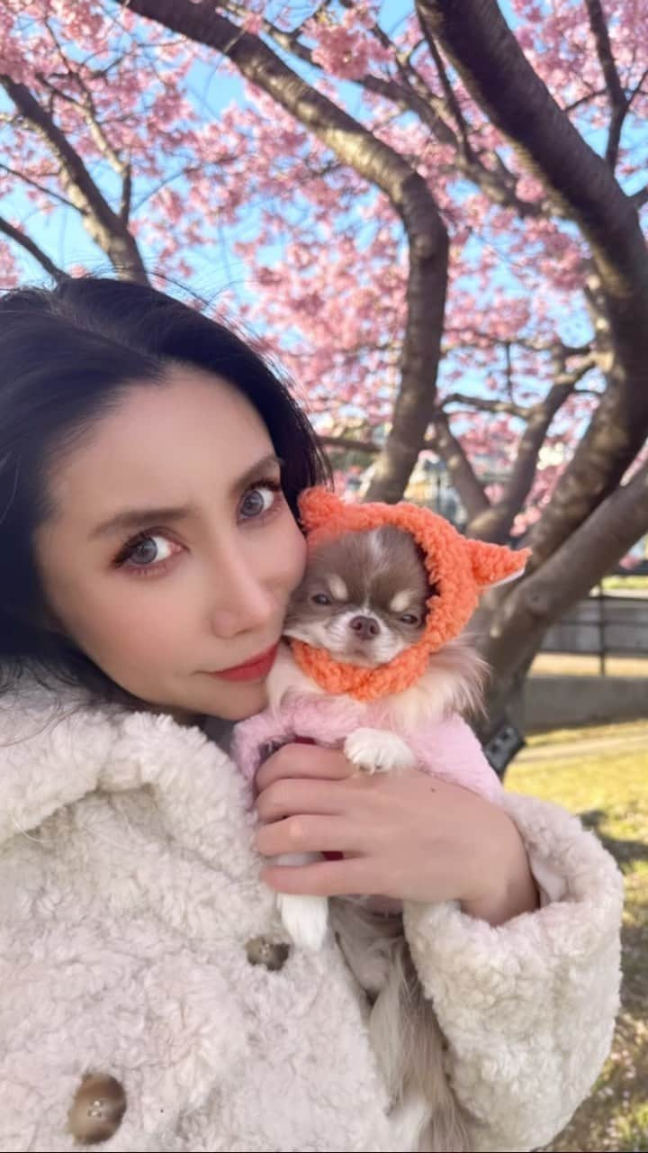 fashion dog loverのインスタグラム：「#sakura 🌸🌸🌸  #さくら #桜 #寒桜 #fashion#fashionblogger #fashionstyle #fashionista #fashionstyle #fashionable #fashionillustration #instafashion #chihuahua #chihuahualife#dog #dogsofinstagram #doglover #dogstagram #ootd #ootdfashion #outfitoftheday #outfits #outfit #zara#zarawoman #stellamccartney #nike#チワワ #チワワ大好き #ファッション#ファッションコーデ」