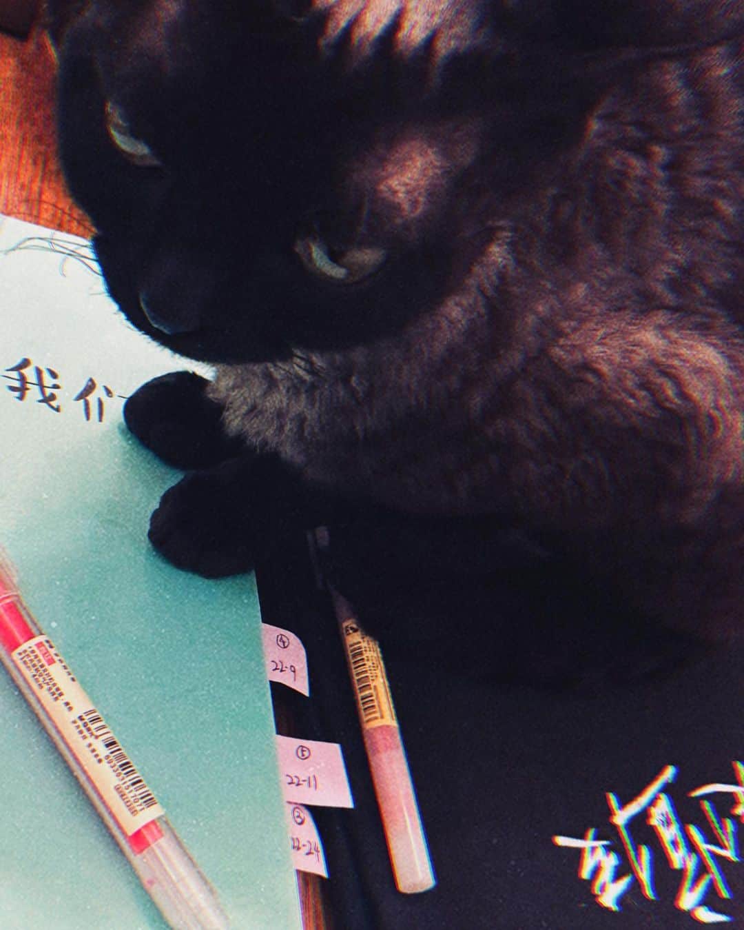 クアン・シャオトン（Guan Xiaotong）のインスタグラム：「不让我好好看剧本的猫🐱…… 让我翻开剧本好吗…宝贝们……」