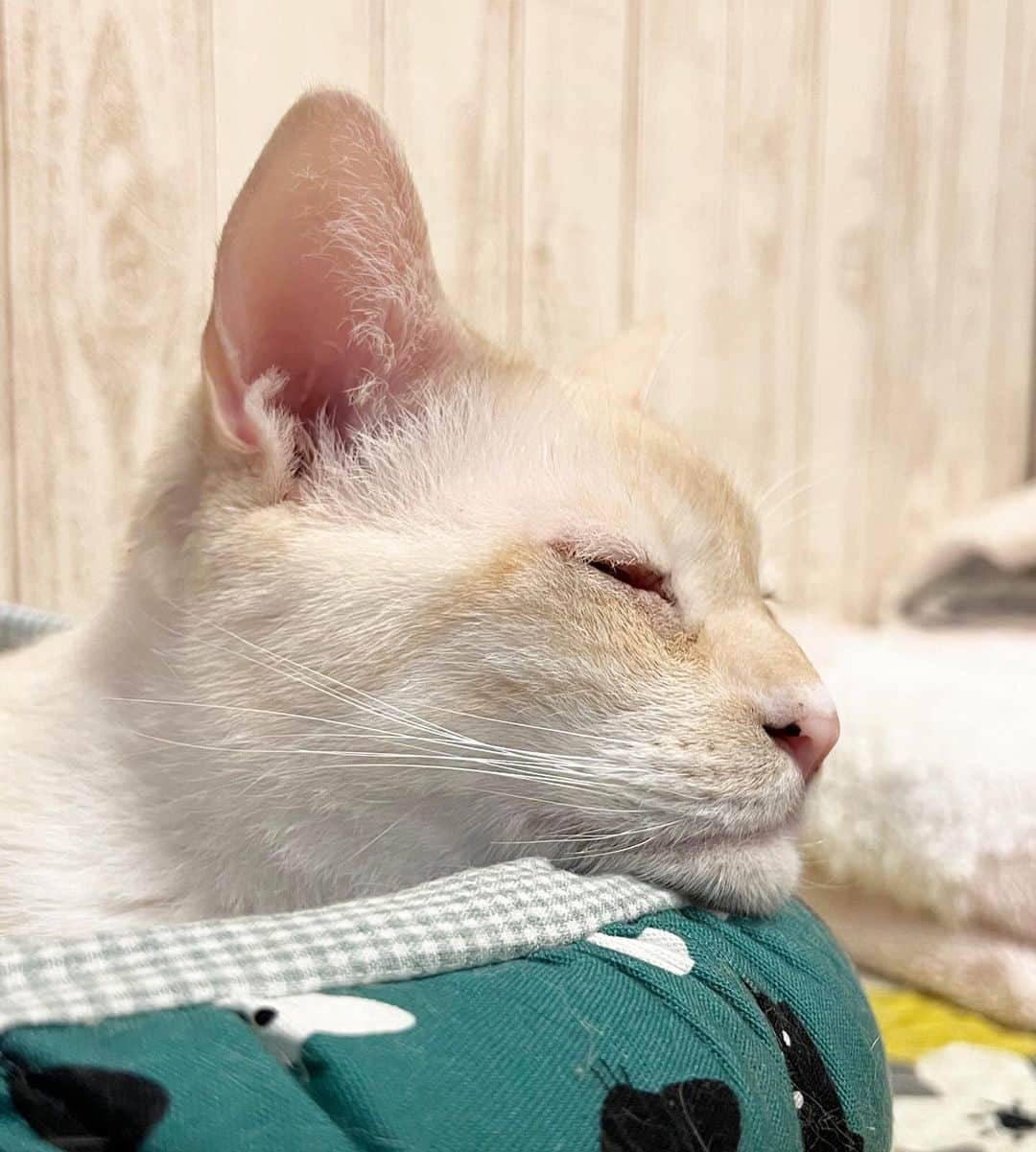 ソルトのインスタグラム：「ちょうどいい高さだね😸  #あごのせ#お気に入り #cat#catstagram #instacat #catsofinstagram #catoftheday #lovecats #instagramcats #instagram #kitty #cat_features #ilovemycat#whitecat #whitekitty#my_pet_feature #cutepetclub #TopCatPhoto#catstocker #weeklyfluff #にゃんこ#白猫#笹かま猫#ねこ#ねこ部#猫#ネコ#ふわもこ部#ペコねこ部」