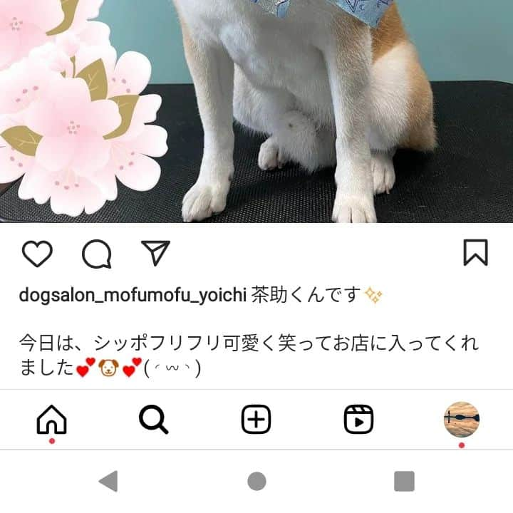 柴犬⭐️サスケさんのインスタグラム写真 - (柴犬⭐️サスケInstagram)「こんばんෆ(՞•ૢᴥ•ૢ՞)ෆ ワン⁡ ⁡#トリミング  #🚿 #お風呂 #🛀#さすけ#わんだフォ #柴北会 #柴犬#赤柴#pecoいぬ部 #shibagram #shibastagram #散歩行く時もシッポ振らんかい#前までトリミング行く時おもらししてたのに#相性ってゴイゴイスー」3月11日 18時52分 - shiba20150405