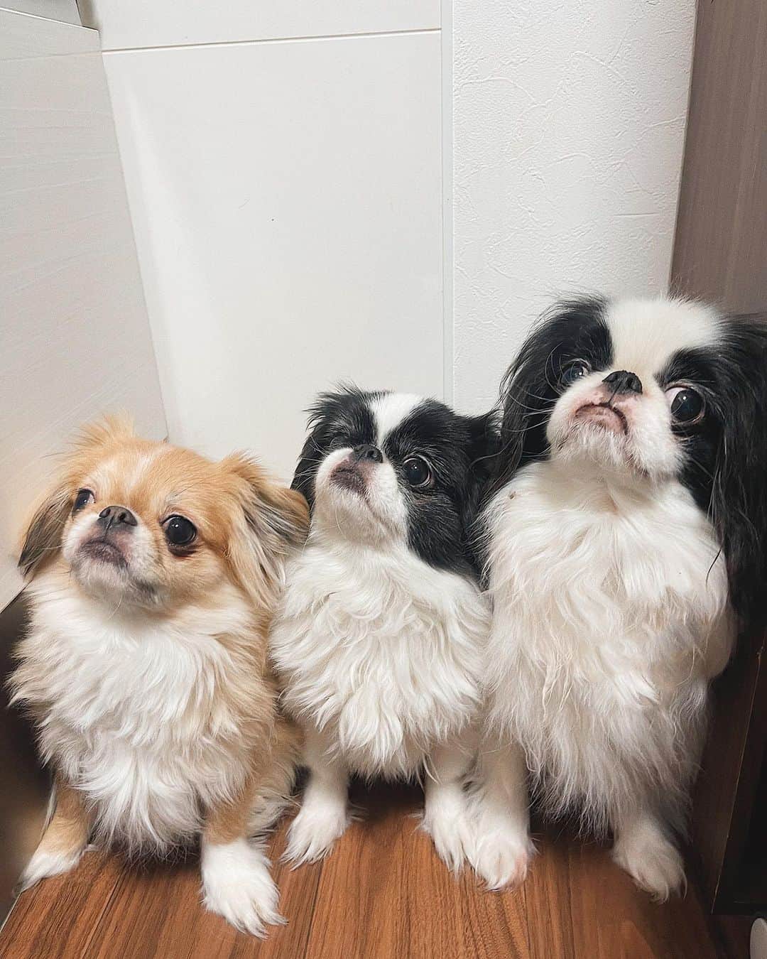 juntowaのインスタグラム：「あれ、1週間も経ってた！#最近のみんな#めかぶ#もずく」
