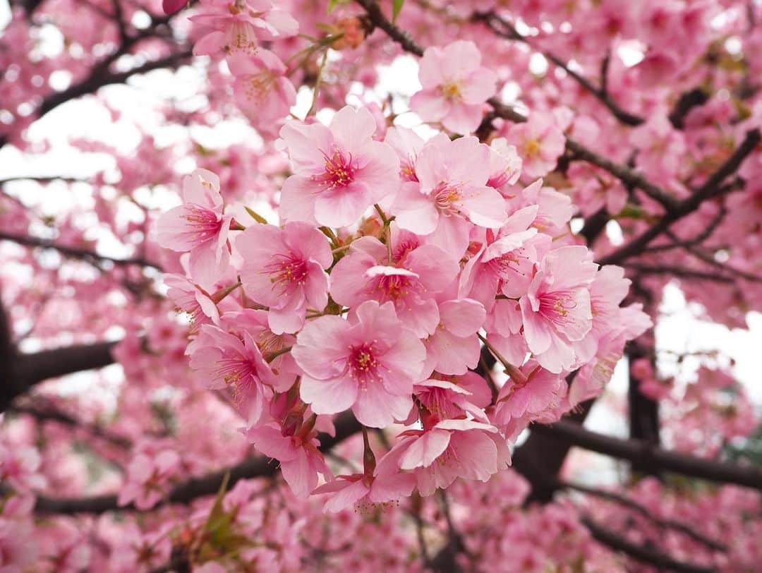 寺村美穂さんのインスタグラム写真 - (寺村美穂Instagram)「#202303011  この前、桜が綺麗なところで 写真を撮ってもらいました🌸🐕  きょうでお家にきて1ヶ月☺️  📸 @akarinstaa 🤎  #柴犬 #愛犬 #桜」3月11日 19時55分 - teramipooo